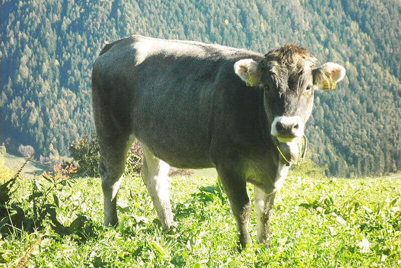 Landwirtschaft - Kühe